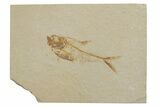 Fossil Fish (Diplomystus) - Green River Formation #217545-1